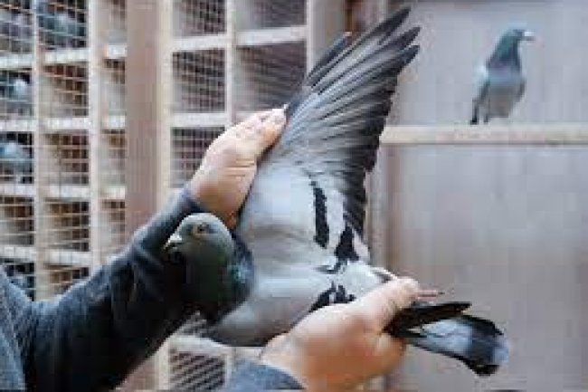 THESE PIGEONS OWN PROPERTY WORTH MILLIONS IN INDIA